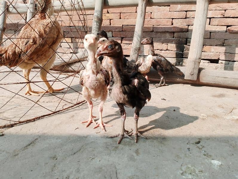 2.5 month Aseel chicks with hen for sale. . 5