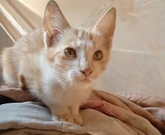 very beautiful cati male age 4 month very friendly