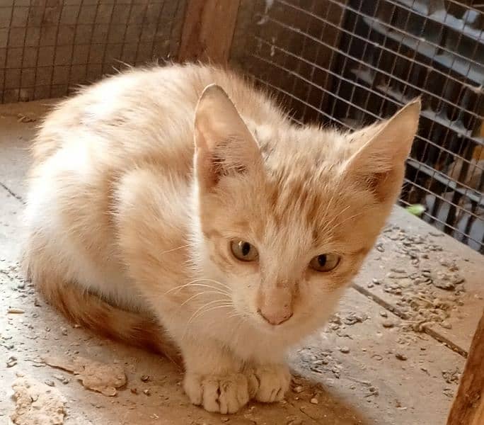 very beautiful cati male age 4 month very friendly 5