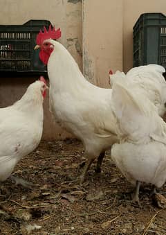 Australorp