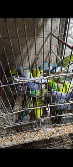 budgie parrots