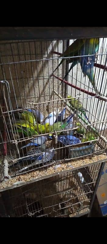 budgie parrots 1