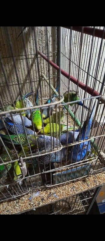 budgie parrots 2