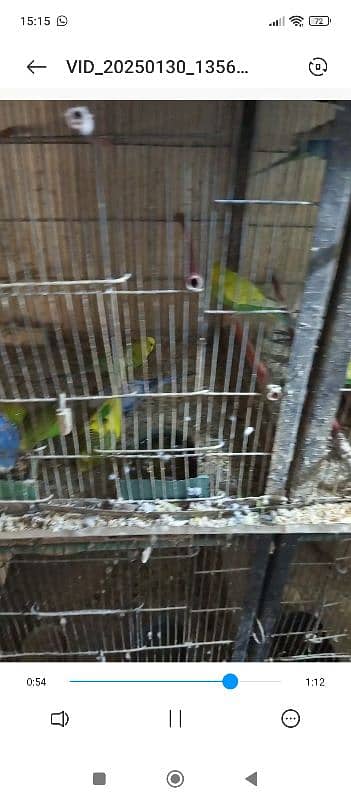 budgie parrots 3