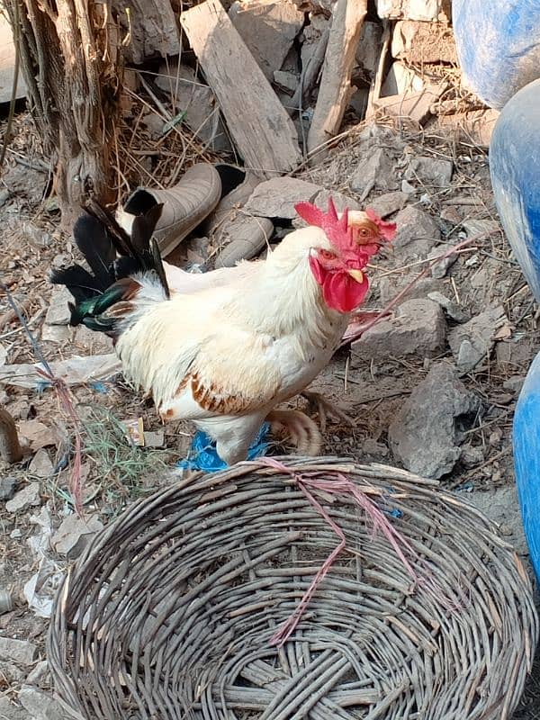 Egg laying hen and Cock 1