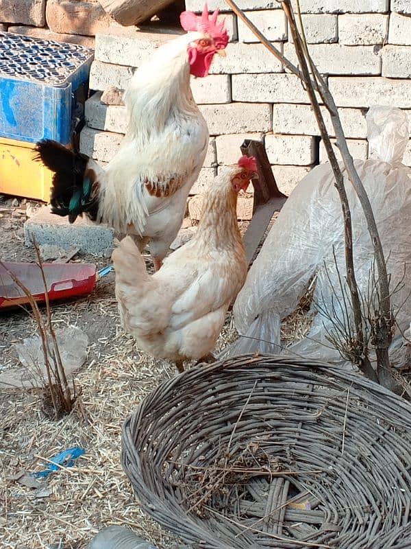 Egg laying hen and Cock 4