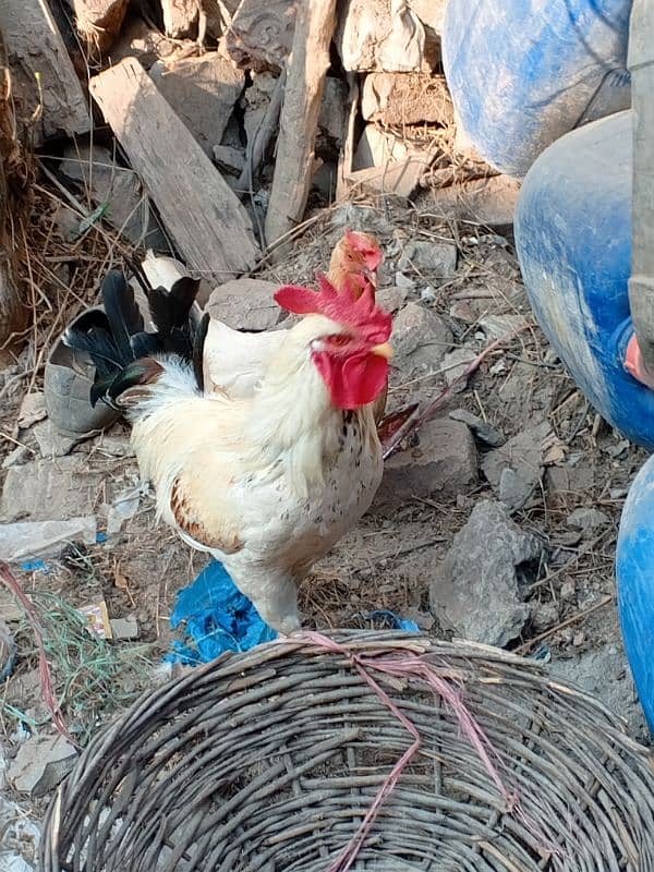 Egg laying hen and Cock 5