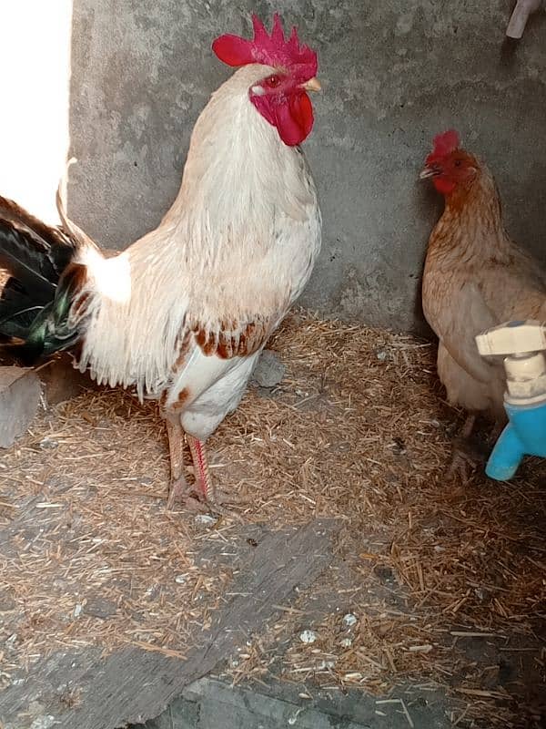 Egg laying hen and Cock 8