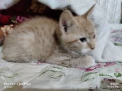 3 Persian male cat big hair