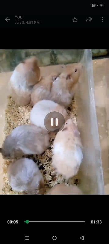 Syrian hamsters 5