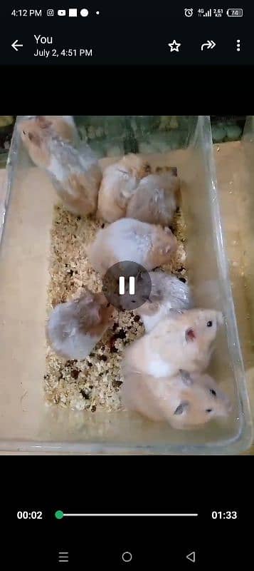 Syrian hamsters 6