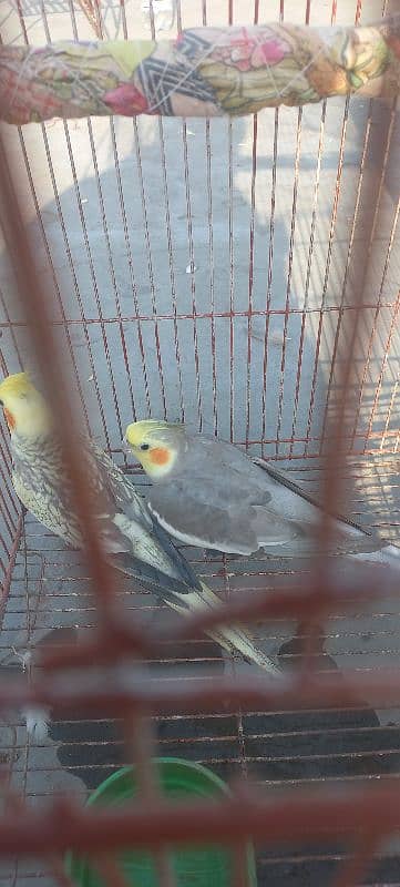 1.5 years old Cocktail parrots for sale. 3