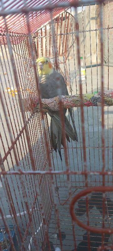 1.5 years old Cocktail parrots for sale. 4