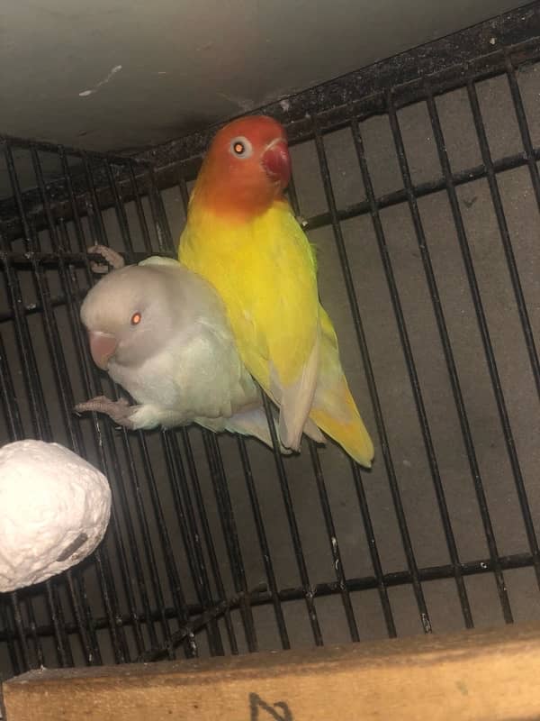 love birds breeder pair 0