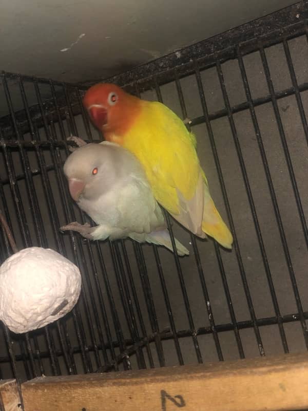 love birds breeder pair 1