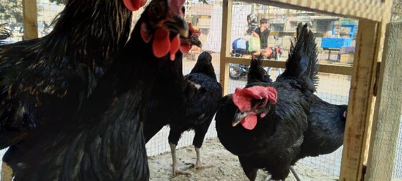 hen asterlop for sale 0