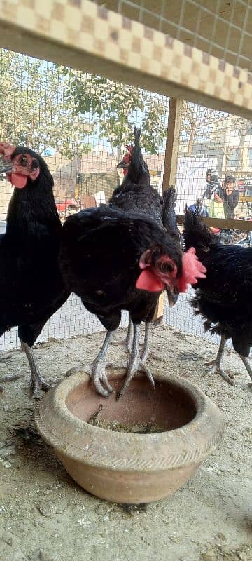 hen asterlop for sale 1