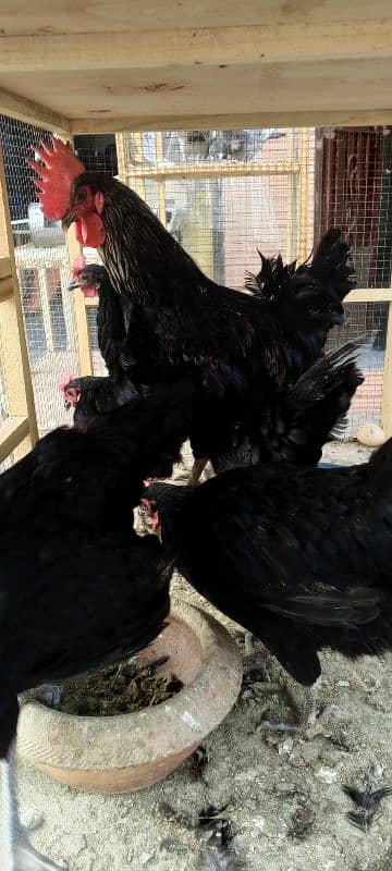 hen asterlop for sale 2