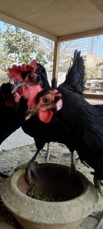 hen asterlop for sale 3