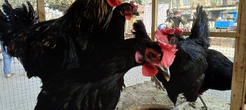 hen asterlop for sale 4