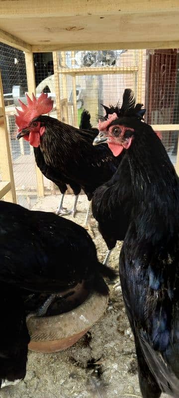 hen asterlop for sale 5