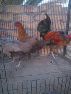 pure desi one roaster 2 hens guarented egg laying