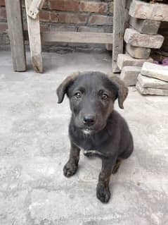 labra age 1 months