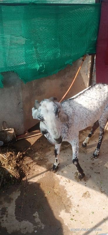 makhi cheni goat 1