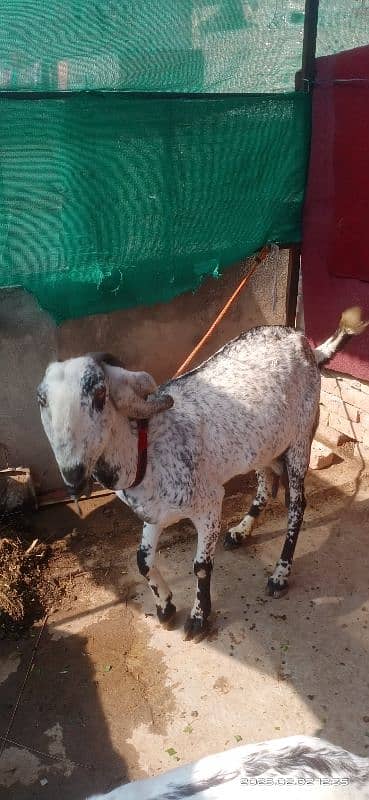 makhi cheni goat 4