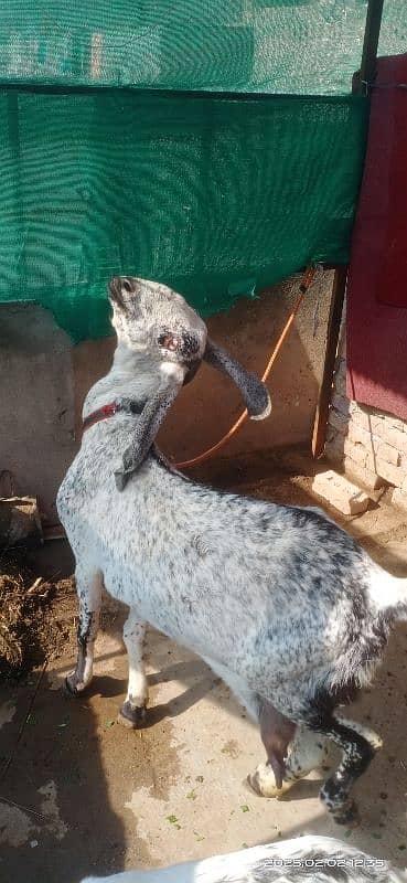 makhi cheni goat 5