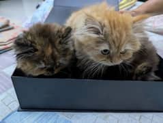 persian kittens | purebred, playful & cute