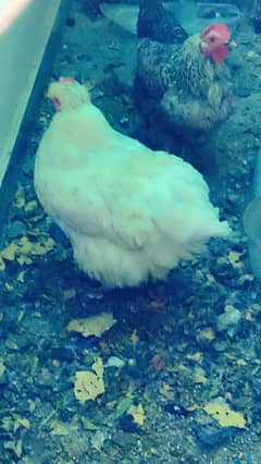 white buff and black buff eggs laying one year age