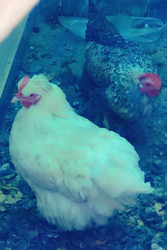 white buff and black buff eggs laying one year age 1