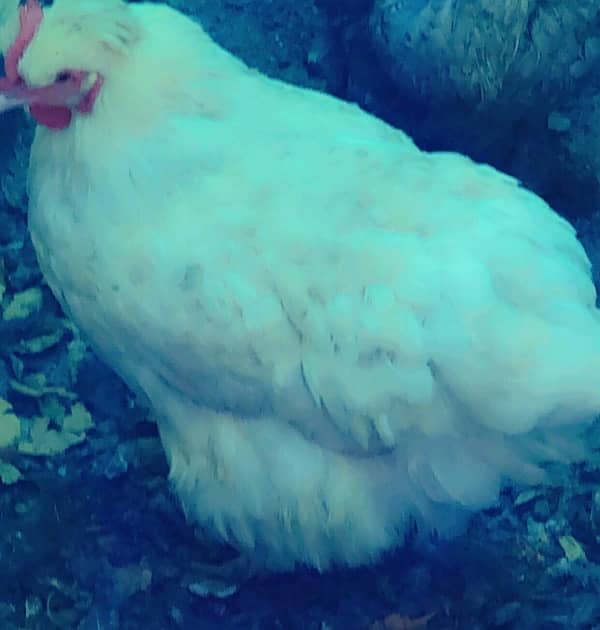 white buff and black buff eggs laying one year age 2