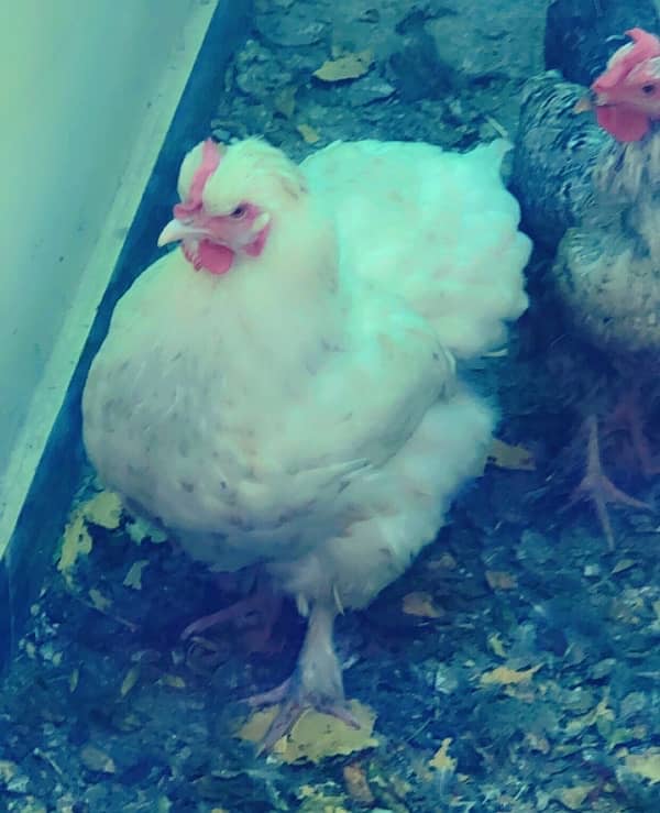 white buff and black buff eggs laying one year age 3