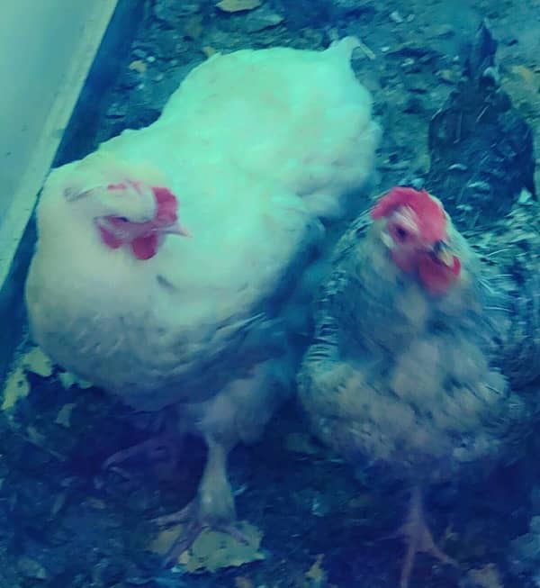 white buff and black buff eggs laying one year age 4