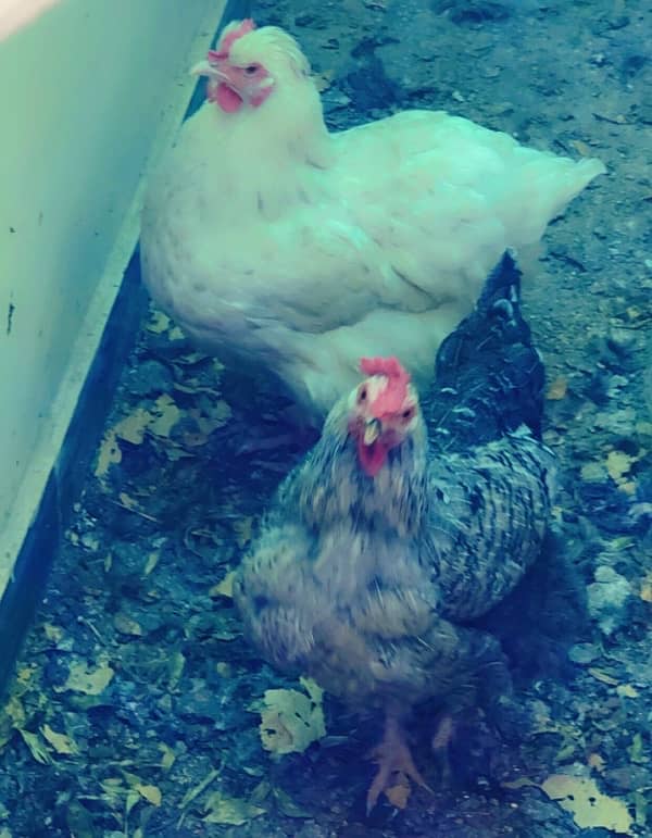 white buff and black buff eggs laying one year age 5