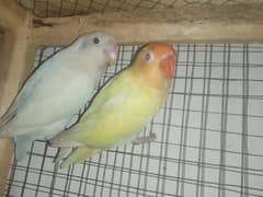 Love bird breeder pair cremino into albino