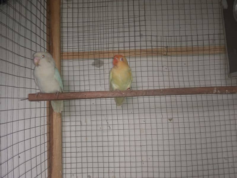 Love bird breeder pair cremino into albino 1