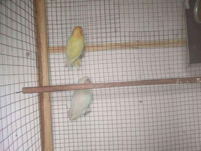 Love bird breeder pair cremino into albino 2