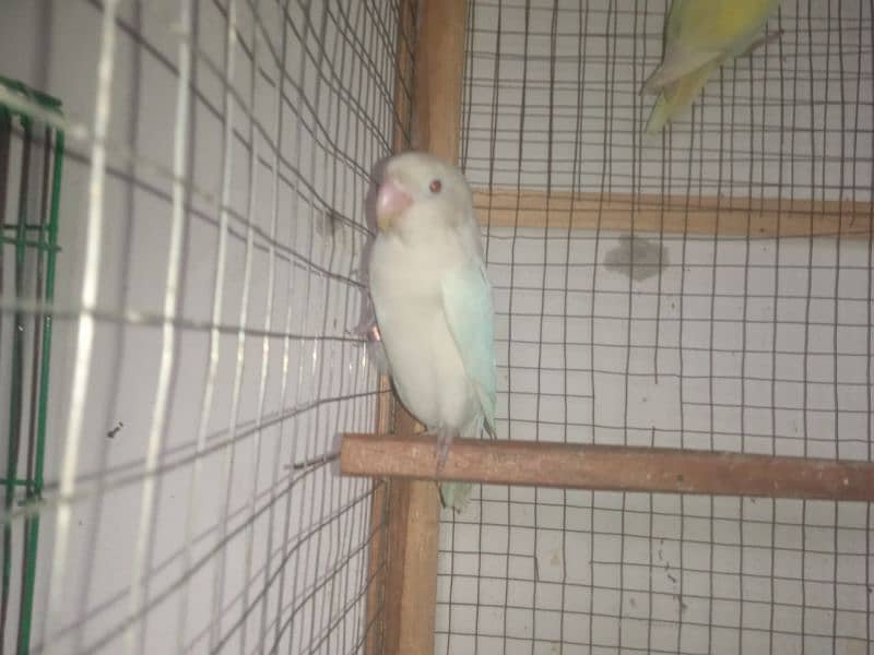 Love bird breeder pair cremino into albino 3