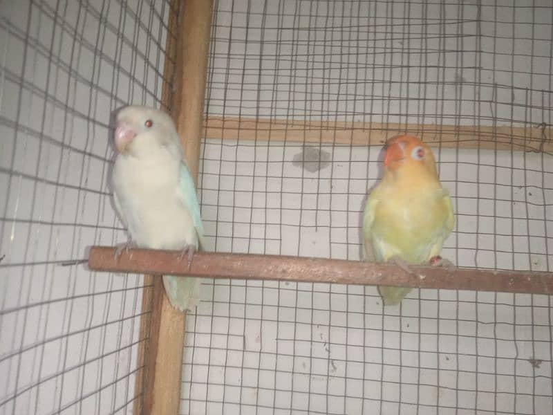 Love bird breeder pair cremino into albino 4