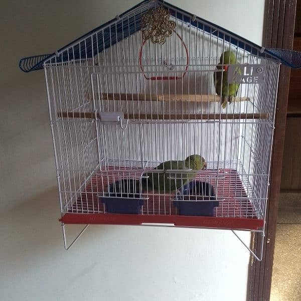 single little parrot with cage 0