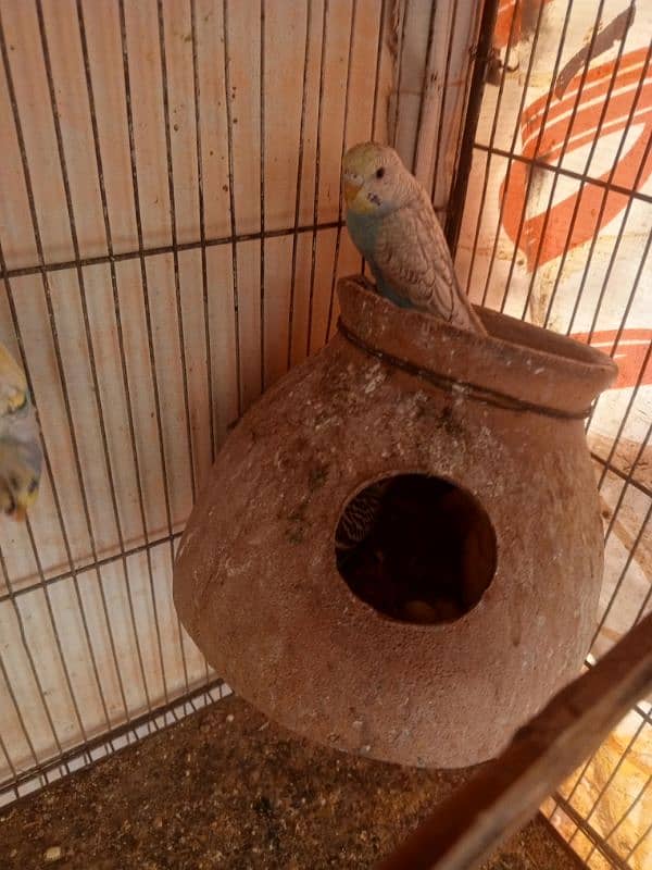 Budgie Pair 1