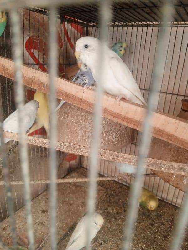 Budgie Pair 2