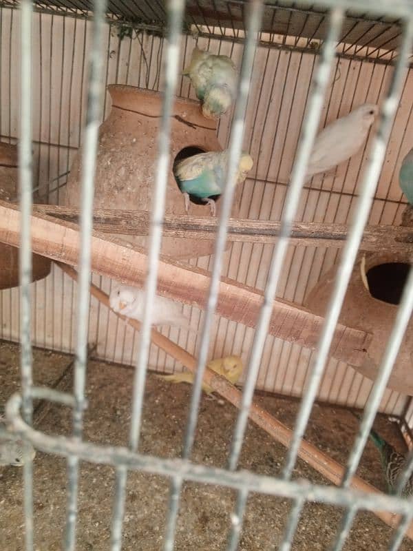 Budgie Pair 4