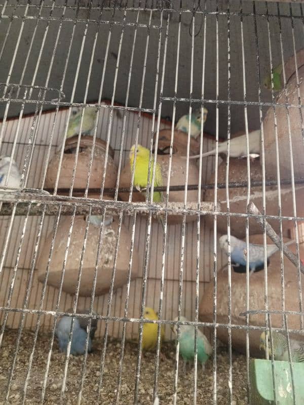 Budgie Pair 7