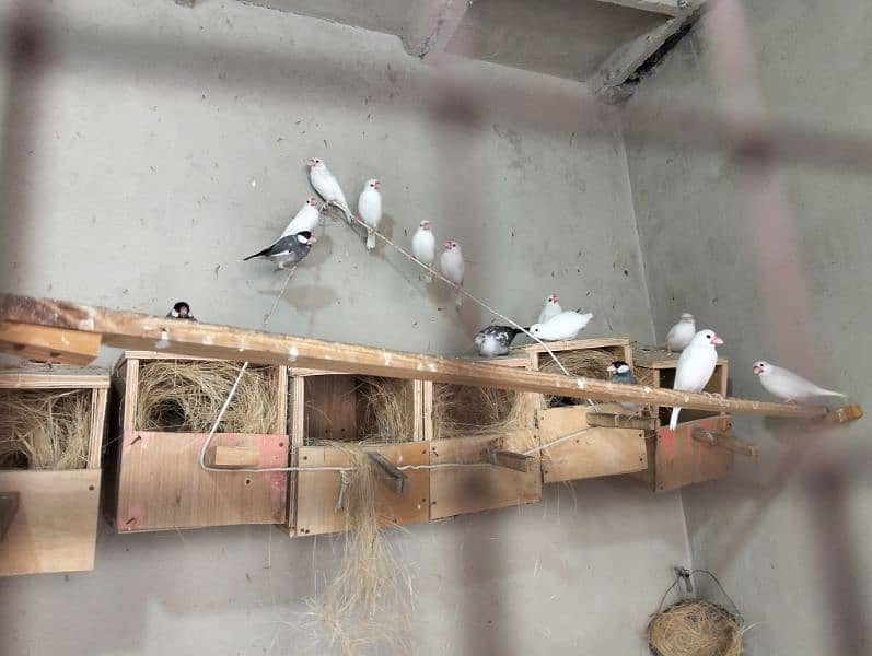 folding cage, Love birds, banglaies and dove for sale 15