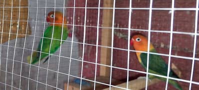 green opaline breader pair