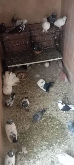 All Setup Sale Mix's VIP pigeons